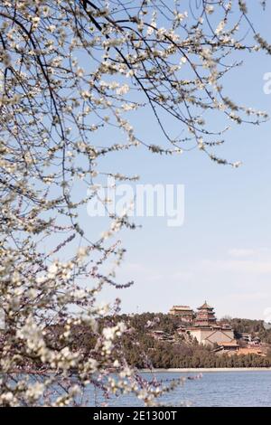 Blick auf die Tempel auf Longevity Hill mit Blick auf den Kunming Lake im Sommerpalast im Frühling, eingerahmt von Blüten. Stockfoto