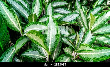 Wunderschöne Blätter der Aglaonema Emerald Bay. Natürlicher Hintergrund Stockfoto