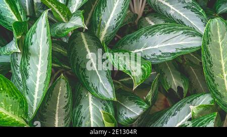 Wunderschöne Blätter der Aglaonema Emerald Bay. Natürlicher Hintergrund Stockfoto