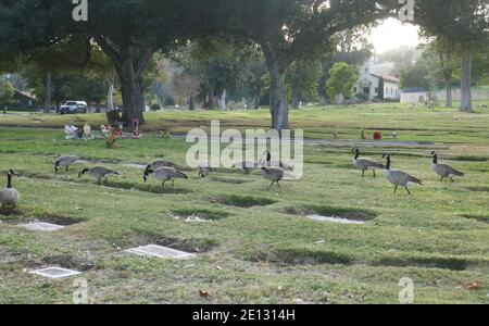 Chatsworth, California, USA 3. Januar 2021 EINE Gesamtansicht der Kanadischen Gänse im Oakwood Memorial Park und Friedhof am 3. Januar 2021 in Chatsworth, Kalifornien, USA. Foto von Barry King/Alamy Stockfoto Stockfoto