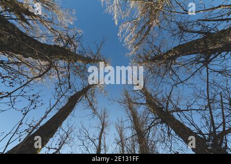 Blick in einem schwarzen Pappelwald während auf einem blauen Himmel. Low-Angle-Aufnahme. Stockfoto