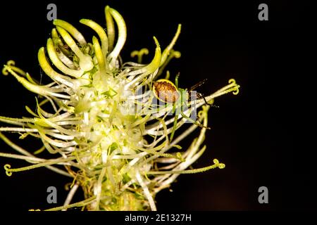 Spinne mit Opfer auf EINER Blume Stockfoto