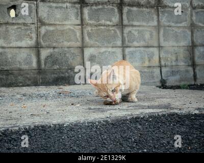 Katze essen Essensreste auf dem Boden Stockfoto