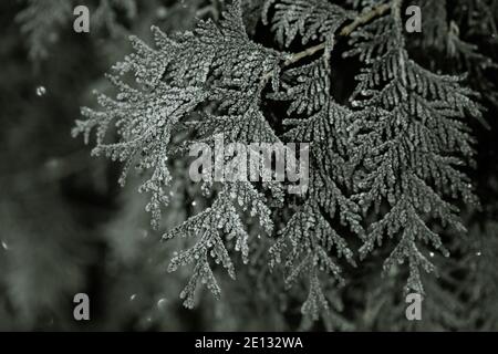 Gefrorene Zweige wurden in den frostigen frühen Morgen gegessen. Stockfoto