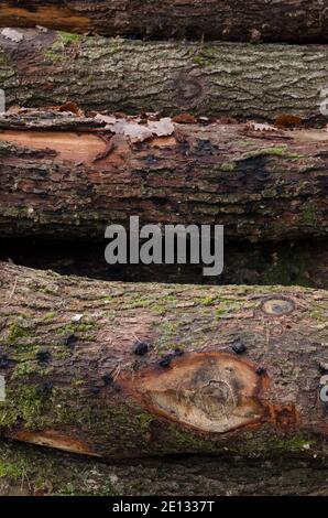 Gefällte Bäume an einem Holzfällplatz, Entwaldung Haufen oder Stapel von Holzstämmen in einem Wald in Rheinland-Pfalz, Deutschland, Westeuropa Stockfoto