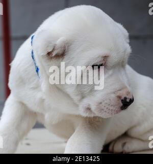 Weiß zentralasiatischen Schäferhund Welpen Nahaufnahme. Erstaunlich Alabai Welpen in einem blauen Kragen. Stockfoto