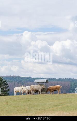 Bos Taurus, Kühe, heimische braune limousin Viehzucht auf einer Weide im Land in Rheinland-Pfalz, Deutschland, Westeuropa Stockfoto