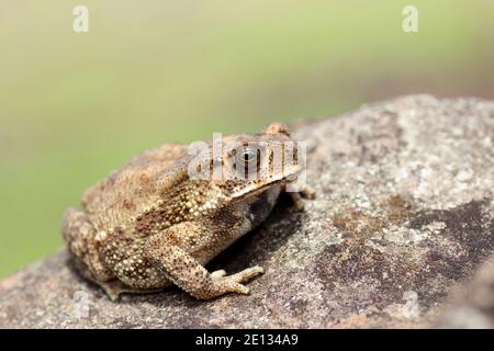 Asian Common Kröte, Duttaphrynus melanostictus, Pune, Maharashtra, Indien Stockfoto