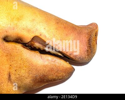 Schweinefleischkopf auf weißem Hintergrund. Schweinsschnauze. Schweinsschnitzel. Metzger. Vitrine eines Metzgerladens. Nutztiere. Bauernhof. Weißer Hintergrund. viehzucht Stockfoto