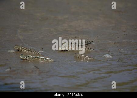 Mudskippers amphibische Fische der Familie Oxudercidae, Kolkatta, Westbengalen, Indien Stockfoto