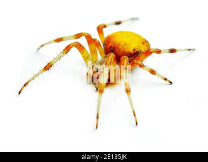Spider Araneus Marmoreus auf weißem Hintergrund. Stockfoto