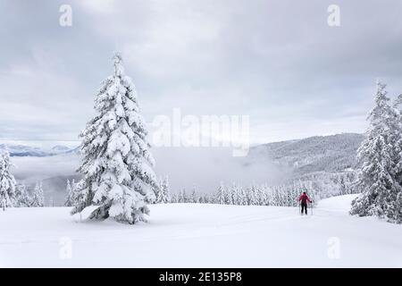 Wandern mit Stöcken in schneebedeckter Winterlandschaft, schöne verschneite Pinien Stockfoto