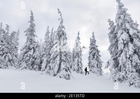 Frau Wandern in schneebedeckten Winterlandschaft, schöne verschneite Pinien Stockfoto