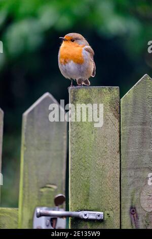 Ein europäischer Rotkehlchen (Erithacus rubecula), der auf einem Pfosten im Vorstadtgarten, London, Großbritannien, steht. Stockfoto