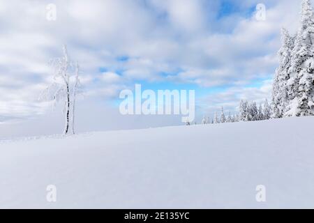 Baum bedeckt mit Frost im Winter schneebedeckte Landschaft Stockfoto