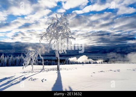 Bäume bedeckt mit Frost in Winter schneebedeckten Landschaft Stockfoto