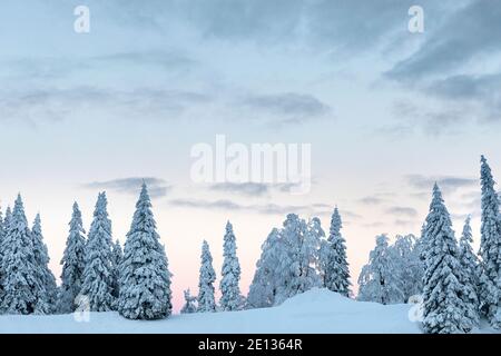 Schneebedeckte Fichten in der Winterlandschaft Stockfoto