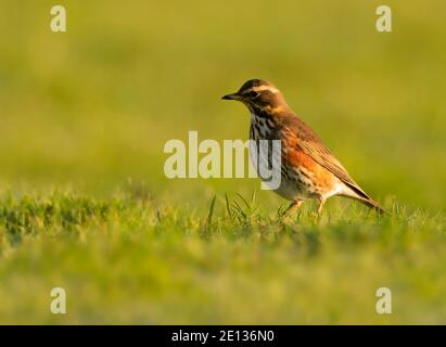 Ein Rotflügel (Turdus iliacus), der am Boden ernährt, Warwickshire Stockfoto