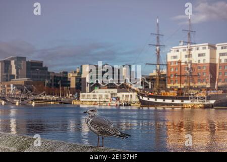 Juvenile Island Möwe am Flussufer im Stadtzentrum. Dublin. Irland Stockfoto