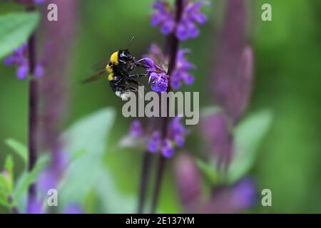 Hummel saugt Nektar aus einer Blume Stockfoto