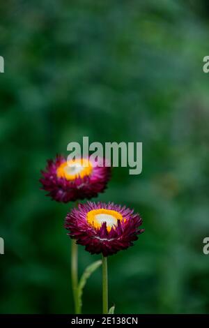 Xerochrysum bracteatum Dragon Fire, Bracteantha bracteata, Helichrysum bracteatum Dragon Fire, Strohblumen, die ewige Blüte, Papier Daisy, Blumen, Blume Stockfoto