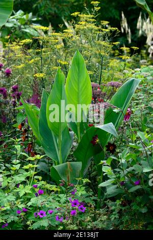 canna taney, grüne Blätter, grüne Blätter, grünes Laub, monarda, Angelika, Dahlie, Geranie, gemischte Pflanzung, Kombination, RM Floral Stockfoto