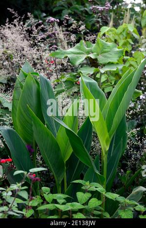 canna taney, glasige Blätter, grüne Blätter, grünes Laub, gemischtes Pflanzschema, Kombination, RM Floral Stockfoto