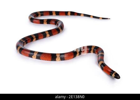 Adulte weibliche Puebran-Milchschlange, auch Lampropeltis triangulum campbelli-Schlange genannt, isoliert auf weißem Hintergrund. Stockfoto