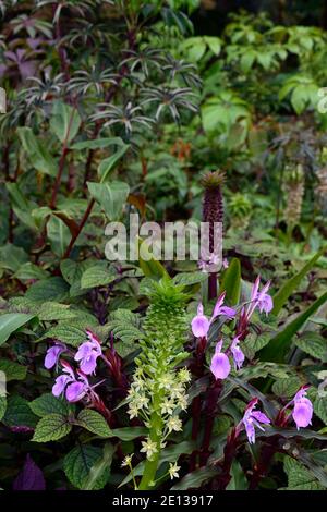 Eucomis pallidiflora ssp Pole-evansii, riesige Ananas-Lilie, Roscoea purpurea Gewürzinsel, Fliederblüten, lila Blume, auffällige Orchidee-wie Blumen, floweri Stockfoto