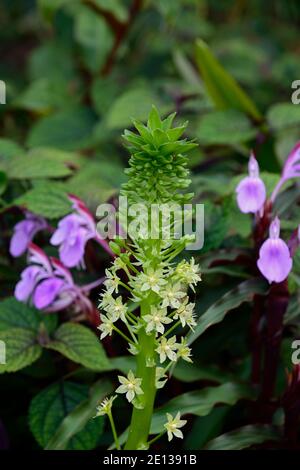 Eucomis pallidiflora ssp Pole-evansii, riesige Ananas-Lilie, Roscoea purpurea Gewürzinsel, Fliederblüten, lila Blume, auffällige Orchidee-wie Blumen, floweri Stockfoto