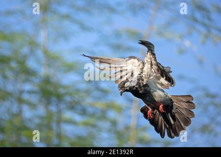 Bewegungsszene von Felstaube Fliegen in der Luft isoliert Im Hintergrund Stockfoto