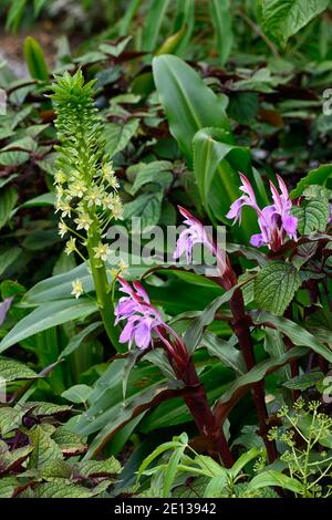 Eucomis pallidiflora ssp Pole-evansii, riesige Ananas-Lilie, Roscoea purpurea Gewürzinsel, Fliederblüten, lila Blume, auffällige Orchidee-wie Blumen, floweri Stockfoto