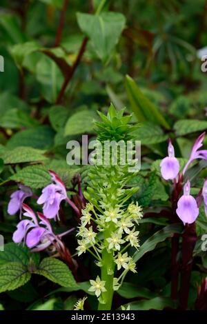 Eucomis pallidiflora ssp Pole-evansii, riesige Ananas-Lilie, Roscoea purpurea Gewürzinsel, Fliederblüten, lila Blume, auffällige Orchidee-wie Blumen, floweri Stockfoto