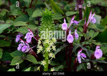 Eucomis pallidiflora ssp Pole-evansii, riesige Ananas-Lilie, Roscoea purpurea Gewürzinsel, Fliederblüten, lila Blume, auffällige Orchidee-wie Blumen, floweri Stockfoto