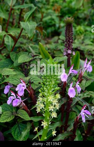 Eucomis pallidiflora ssp Pole-evansii,riesige Ananas Lilie,Fliederblüten,auffällige Orchideenähnliche Blumen,exotische Bepflanzung,lila Blume, Roscoea purea spic Stockfoto