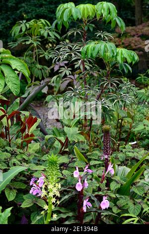 Eucomis pallidiflora ssp Pole-evansii, riesige Ananas-Lilie, Roscoea purpurea Gewürzinsel, Fliederblüten, lila Blume, auffällige Orchidee-wie Blumen, floweri Stockfoto