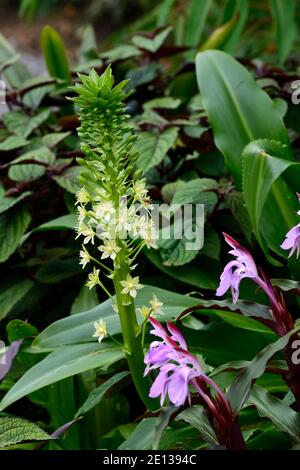 Eucomis pallidiflora ssp Pole-evansii, riesige Ananas-Lilie, Roscoea purpurea Gewürzinsel, Fliederblüten, lila Blume, auffällige Orchidee-wie Blumen, floweri Stockfoto