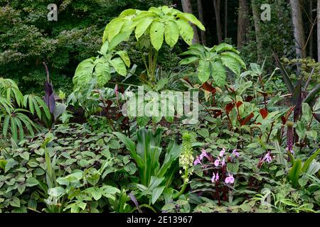 Eucomis pallidiflora ssp Pole-evansii, riesige Ananas-Lilie, BRASSAIOPSIS CILIATA, Roscoea purpurea Gewürzinsel, Flieder Blumen, lila Blume, auffällige Orchidee Stockfoto