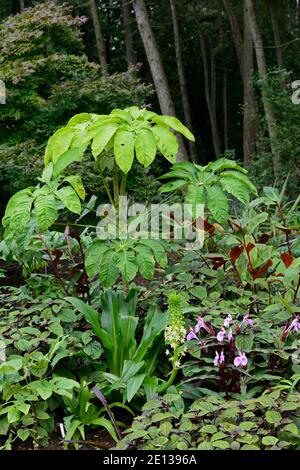 Eucomis pallidiflora ssp Pole-evansii, riesige Ananas-Lilie, BRASSAIOPSIS CILIATA, Roscoea purpurea Gewürzinsel, Flieder Blumen, lila Blume, auffällige Orchidee Stockfoto