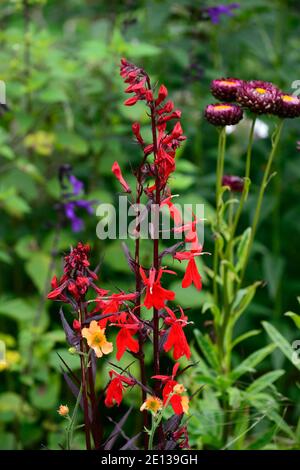 Lobelia cardinalis Königin Victoria, leuchtend rote Blumen, blühend, lobelias, Xerochrysum bracteatum Drachenfeuer, Bracteantha bracteata, Helichrysum Brakteatu Stockfoto