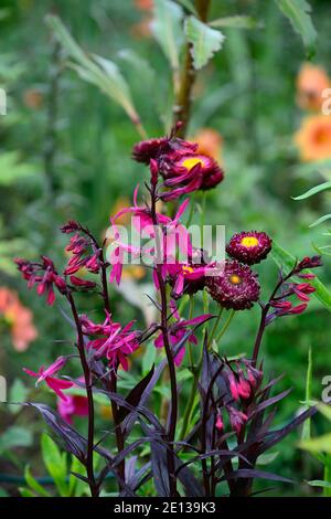 Lobelia x speciosa russische Prinzessin, schockierende rosa Blumen, Blume, Blüte,, lobelias, Xerochrysum bracteatum Drachenfeuer, Bracteantha bracteata, Helichr Stockfoto