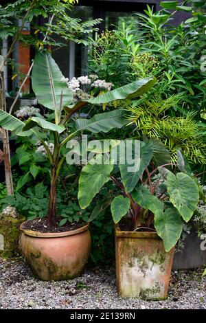 Musa, Banane, Kolocasien, Blätter, Laub, dramatische Pflanze, exotischen Garten, Gärten, tropische Bepflanzung, Kombination, RM floral Stockfoto