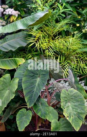 Musa, Banane, Kolocasien, Blätter, Laub, dramatische Pflanze, exotischen Garten, Gärten, tropische Bepflanzung, Kombination, RM floral Stockfoto