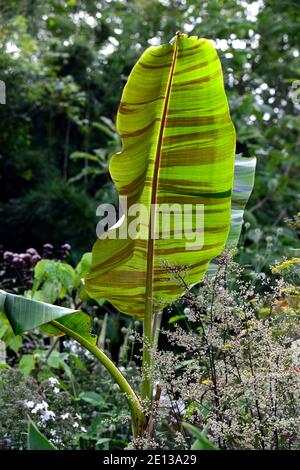 Musa sikkimensis Bengal Tiger, Bengal Tiger Sikkim Banana, tropisch, exotisch, Bett, Grenze, Artemisia lactiflora Guizhou,, exotische Bepflanzung, gemischt Pflanzschem Stockfoto