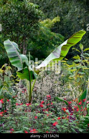 Musa sikkimensis Bengaltiger,Bengaltiger Sikkim Banana,tropisch,exotisch,Bett,Grenze,Artemisia lactiflora Guizhou,foeniculum vulgare Purpureum, Salvia f Stockfoto