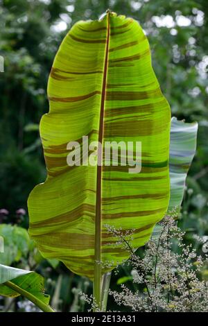 Musa sikkimensis Bengal Tiger, Bengal Tiger Sikkim Banana, tropisch, exotisch, Bett, Grenze, Artemisia lactiflora Guizhou,, exotische Bepflanzung, gemischt Pflanzschem Stockfoto