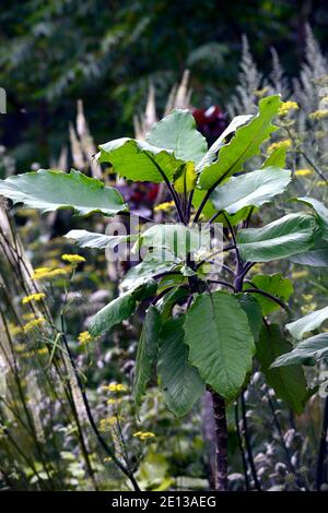 Telanthophora grandifolia, Erdnussbaum, Blätter, Laub, pollard, bestockt, Coppice, Coppiced, Baum, Bäume, Strauch, Sträucher, RM Floral Stockfoto