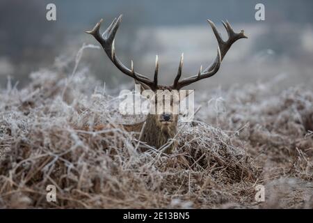 Hirsche im frostbedeckten Grasland im Richmond Park an einem kalten Dezembermorgen, London Borough of Richmond upon Thames, England, Vereinigtes Königreich Stockfoto
