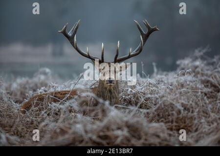 Hirsche im frostbedeckten Grasland im Richmond Park an einem kalten Dezembermorgen, London Borough of Richmond upon Thames, England, Vereinigtes Königreich Stockfoto