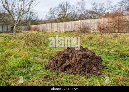 Großer Maulwurffugel auf Gras im Garten im Winter. Stockfoto
